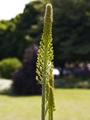 Eremurus stenophyllus Pustynnik wąskolistny